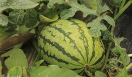 榆林老孟吃瓜,揭秘民間吃瓜文化的魅力與傳承