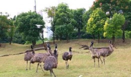 圍觀吃瓜的羊,吃瓜群眾的趣味盛宴