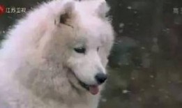 主人帶狗吃瓜視頻,萌態十足！