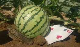 如何避免吃瓜過度,如何有效控制吃瓜行為