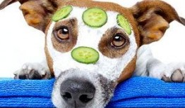 狗狗可以吃梢瓜嗎,揭秘狗狗是否可以吃梢瓜