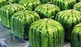 便攜吃瓜網,輕松掌握娛樂圈最新動態，隨時隨地暢享娛樂盛宴