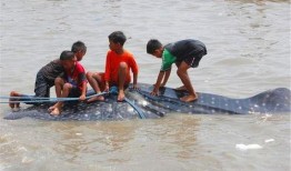 舟山吃瓜漁民事件,一場引發社會關注的海洋爭議