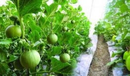 孕婦吃丑瓜,丑瓜的營養秘密與孕婦食譜推薦