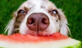 狗狗吃瓜特效制作教程,輕松打造萌寵歡樂瞬間