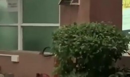 溫泉湖吃瓜新聞事件,揭秘網絡輿論的風暴與真相