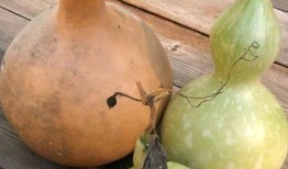 葫蘆瓜吃哪個(gè)部位,從藤蔓到籽，哪個(gè)部位最營(yíng)養(yǎng)？