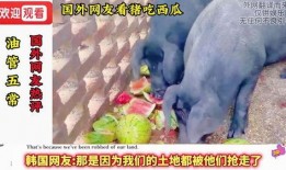 騎著豬吃瓜,一場奇妙的騎豬食瓜之旅