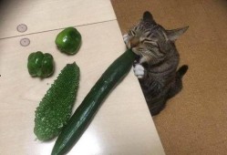 喵 吃瓜,喵星人與瓜界的奇妙邂逅