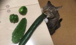 喵 吃瓜,喵星人與瓜界的奇妙邂逅