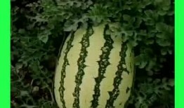 我天天吃瓜種田,樂享田園生活