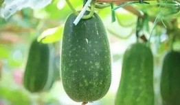 吃瓜十八第5集,揭秘神秘事件，懸念迭起引觀眾熱議