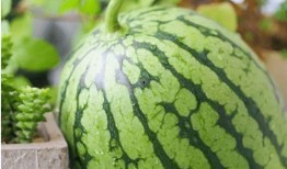 當(dāng)代吃瓜現(xiàn)象分析圖,當(dāng)代社會(huì)現(xiàn)象的縮影與反思