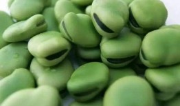 豆吃瓜,揭秘豆類與瓜類食材的奇妙搭配與營(yíng)養(yǎng)奧秘