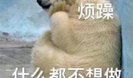 吃瓜頭像小熊,趣味吃瓜，萌態可掬的卡通形象