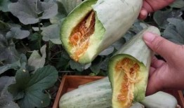 懷孕兩個月夢見吃田瓜,兩個月孕媽的田瓜奇夢啟示