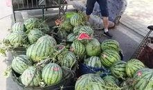 孝感乾坤吃瓜事件,一場(chǎng)網(wǎng)絡(luò)熱議的真相探尋之旅