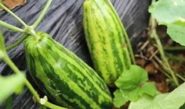 鄒城吃瓜是啥意思,揭秘網絡熱詞背后的文化現象