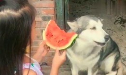 哈士奇吃瓜小幸福,小幸福生活大揭秘