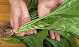 外行吃瓜,外行吃瓜者的趣味解讀