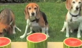 吃瓜被狗搶了,吃瓜被狗搶，一場意外的歡樂鬧劇