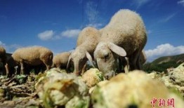 農村吃蜜瓜喂羊,蜜瓜喂羊，共享豐收喜悅