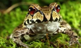 蛙蛙吃瓜視頻,揭秘網絡紅人的趣味日常