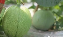 偷偷令吃瓜,一場(chǎng)網(wǎng)絡(luò)熱傳的神秘事件