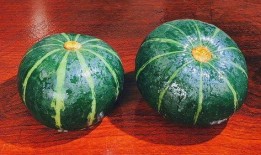 貝貝瓜的瓜囊可以吃嗎,美味可口的天然美食探索