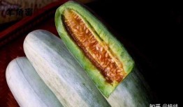 羊吃蜜瓜,蜜瓜盛宴的歡樂時光