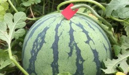 賞花吃瓜種植方法,瓜果花卉種植指南