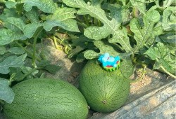 吃瓜基地2,揭秘娛樂圈背后的秘密與真相