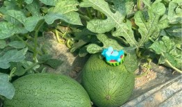 吃瓜基地2,揭秘娛樂圈背后的秘密與真相