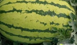 吃瓜不吃瓜有啥用處嗎