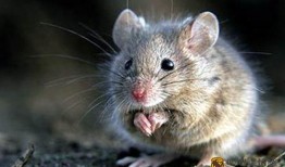 面瓜防鼠吃,有效抵御鼠害侵襲