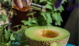酒后吃蜜瓜,甜蜜解酒新選擇