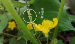 賞花吃瓜種植方法,瓜果花卉種植指南