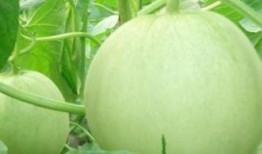 懷孕吃小瓜能吃,小瓜的營養益處與食用建議