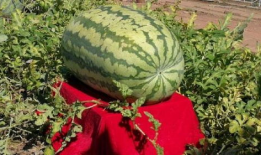 最恐怖吃瓜,揭秘最恐怖的吃瓜事件