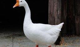 吃瓜鵝新鮮速遞,揭秘娛樂圈最新熱點(diǎn)事件