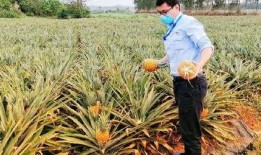 吃瓜協會海南,吃瓜協會的甜蜜瓜果之旅