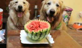 狗狗可以吃梢瓜嗎,揭秘狗狗是否可以吃梢瓜