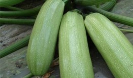 痛風(fēng)可以吃翠玉瓜嗎,翠玉瓜助力健康飲食