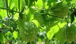 吃瓜治貧血嗎,吃瓜也能治貧血？揭秘日常飲食中的補血秘訣