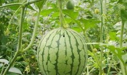 沒吃懂的瓜,揭秘那些讓人一頭霧水的八卦傳聞