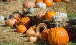 吃瓜群眾玉盤(pán)