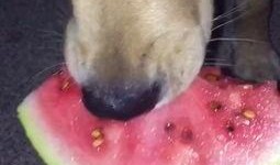 金毛阿妹吃瓜,金毛阿妹的瓜田奇遇記