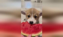 狗吃秋瓜嗎,揭秘狗狗是否可以吃秋瓜
