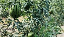 北京攝影泉吃瓜