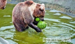 動物看人類吃瓜,動物眼中的“吃瓜群眾”